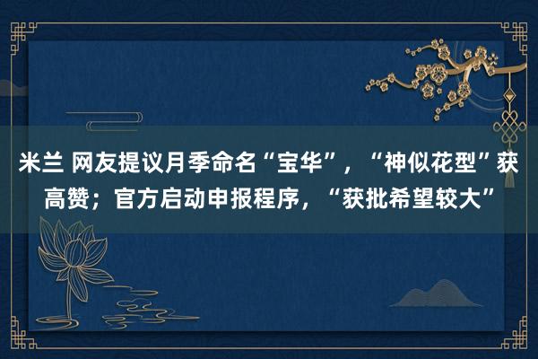 米兰 网友提议月季命名“宝华”，“神似花型”获高赞；官方启动申报程序，“获批希望较大”